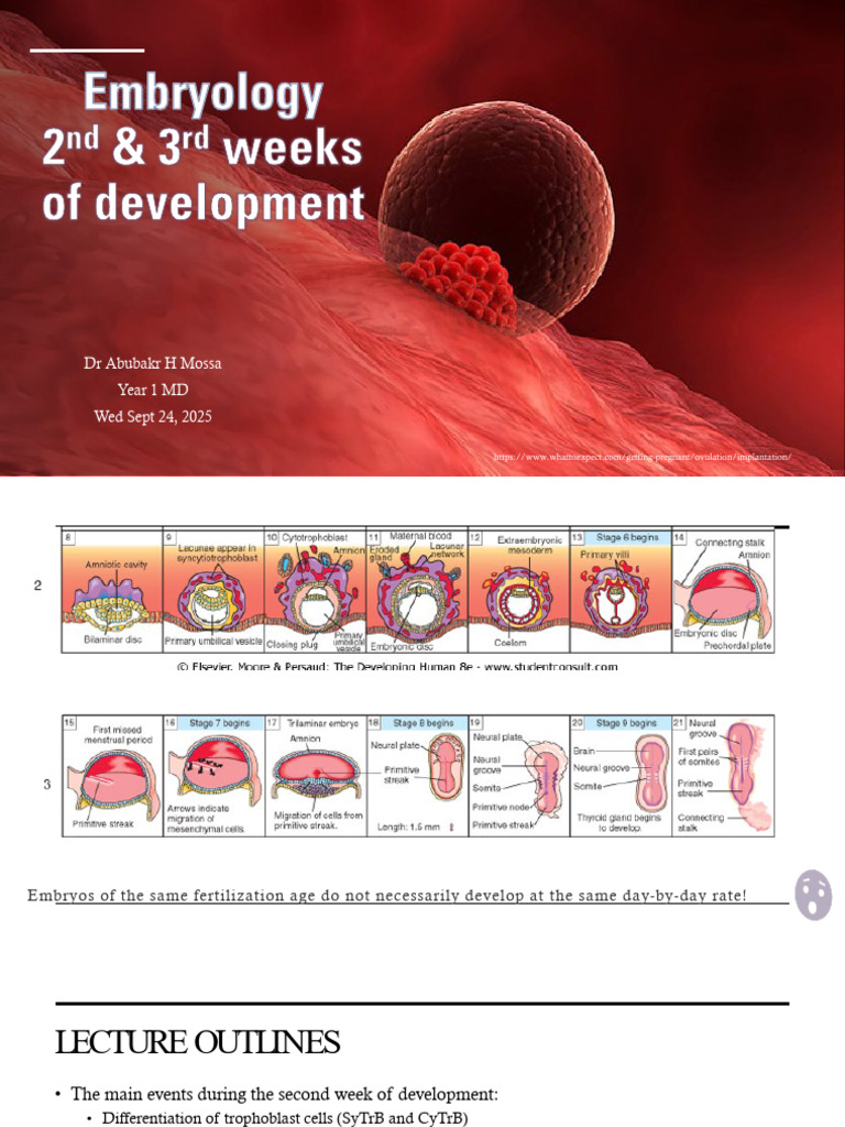 Embryonic Development: Weeks 2-3 Overview | PDF | Anatomy ...