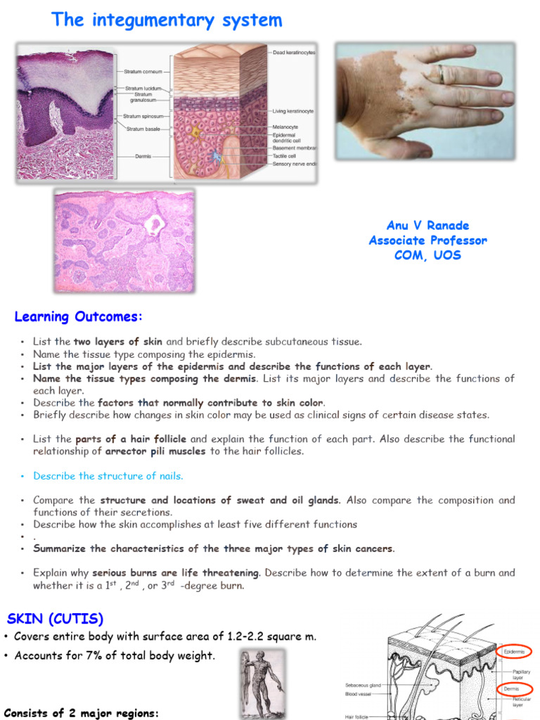 Integumentary System Overview and Functions | PDF | Skin | Epidermis