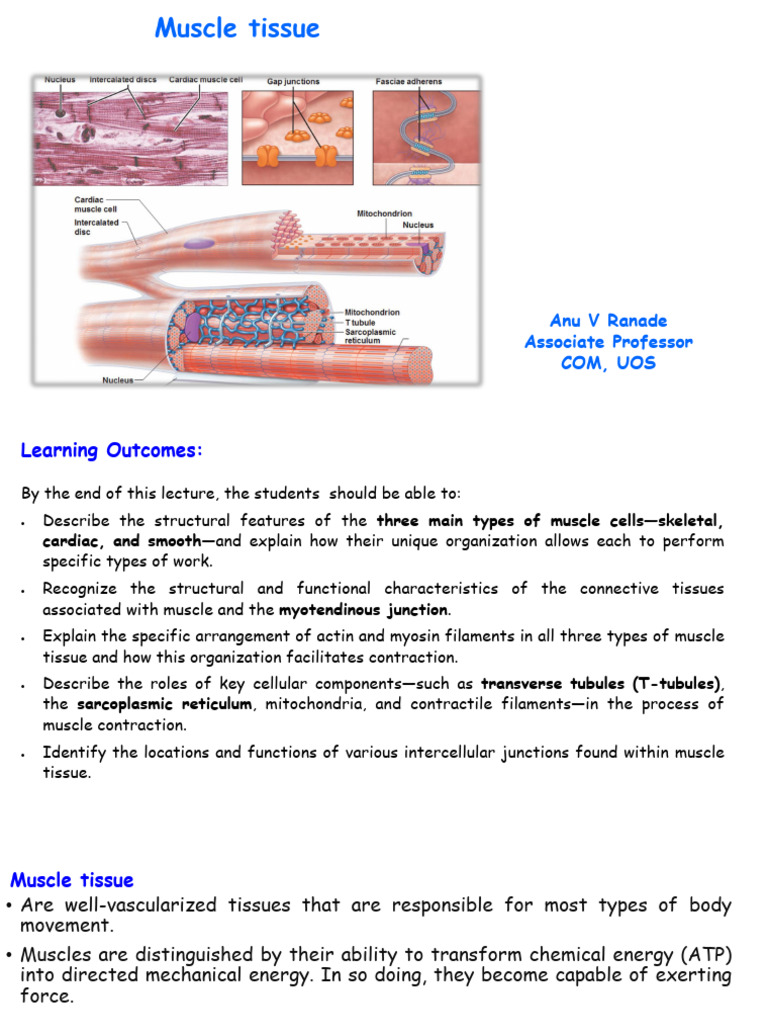 Overview of Muscle Tissue Types | PDF | Muscle | Muscle Contraction