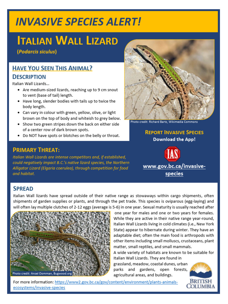 Invasive Alert: Italian Wall Lizard | PDF | Zoology