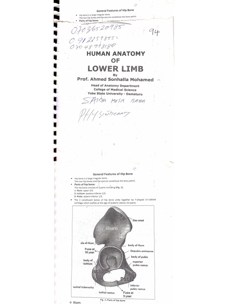 Gross Anatomy of Lower Limb | PDF