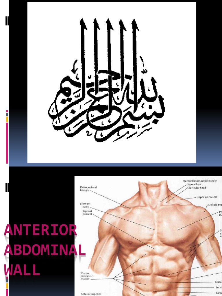Anatomy of the Anterior Abdominal Wall | PDF | Abdomen ...