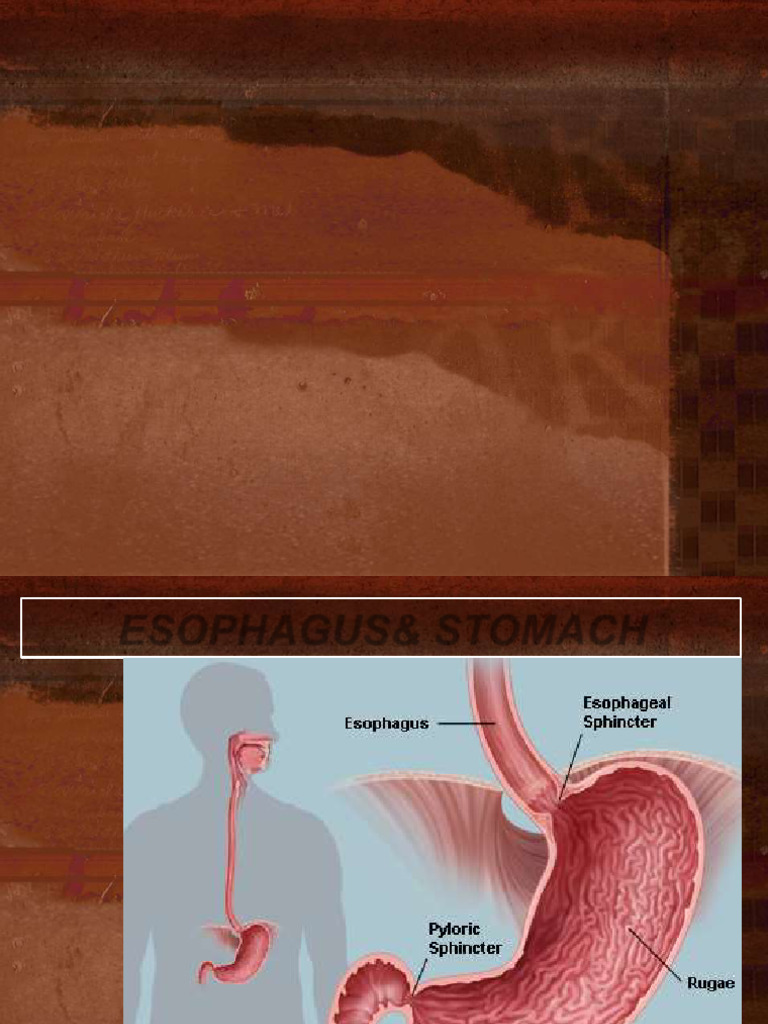 Anatomy of Esophagus and Stomach | PDF | Esophagus | Stomach