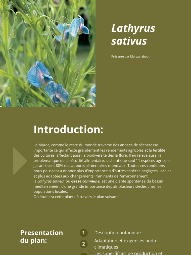 Lathyrus sativus : Culture et Utilisations | PDF | Agriculture | Agronomie