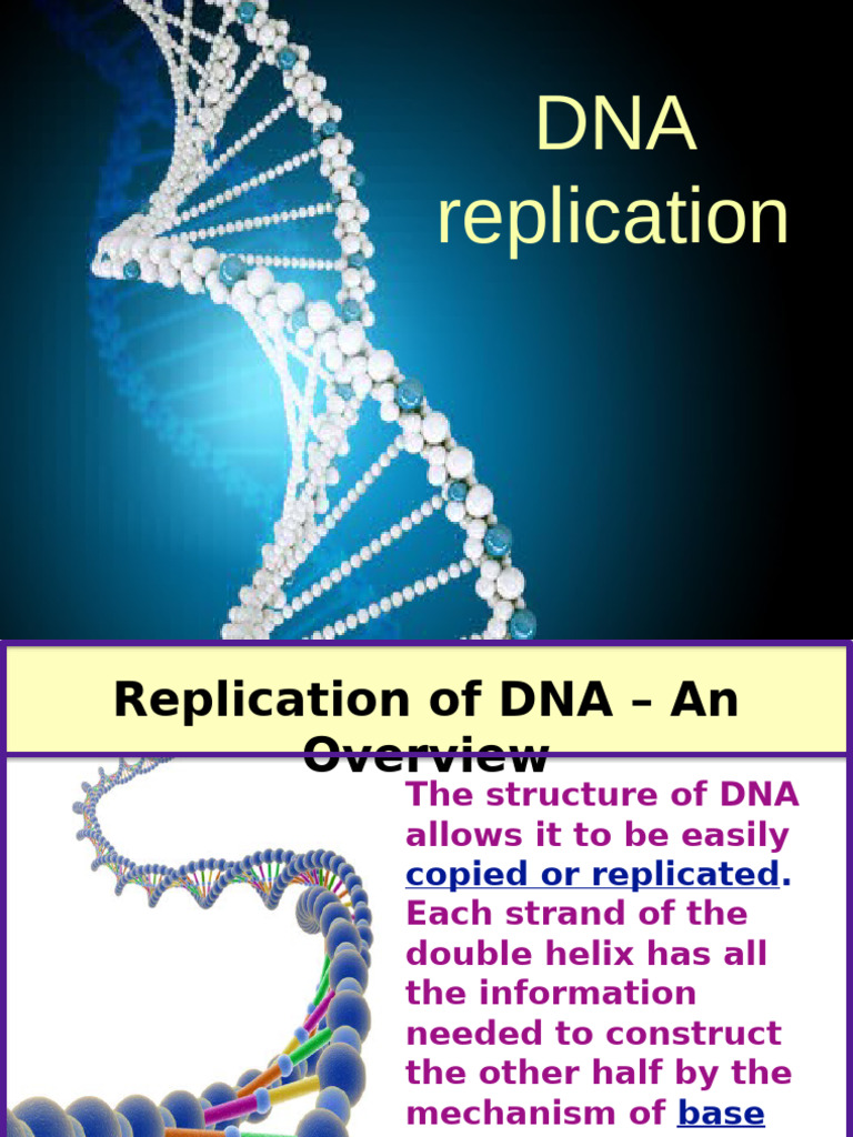 DNA Replication | PDF | Dna Replication | Dna