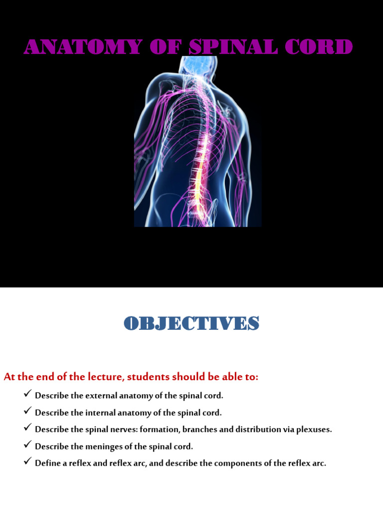 Spinal Cord Anatomy Overview | PDF | Spinal Cord | Central Nervous System