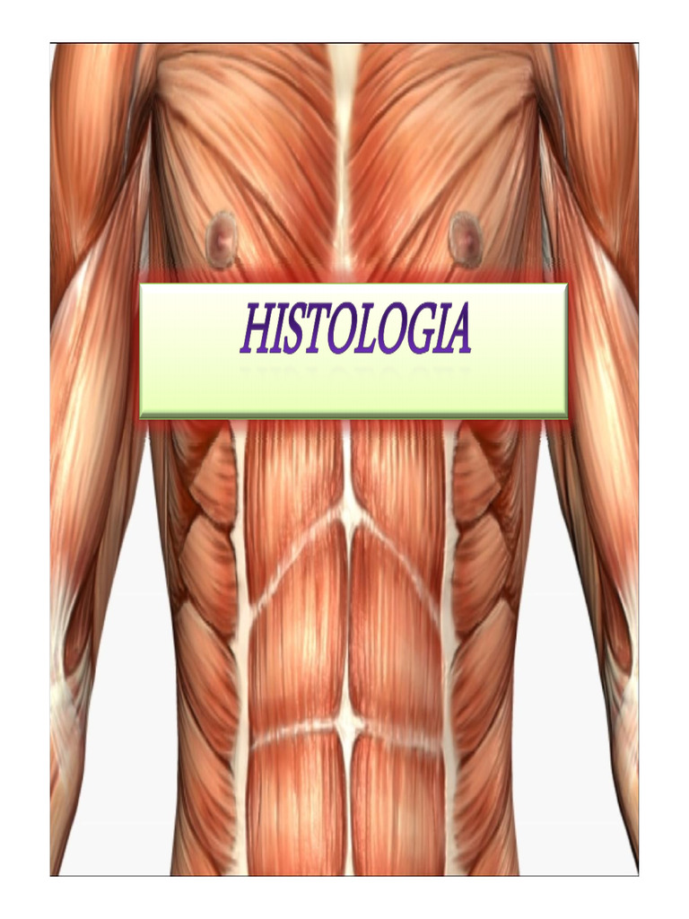 Aula Tecido Muscular Este | PDF