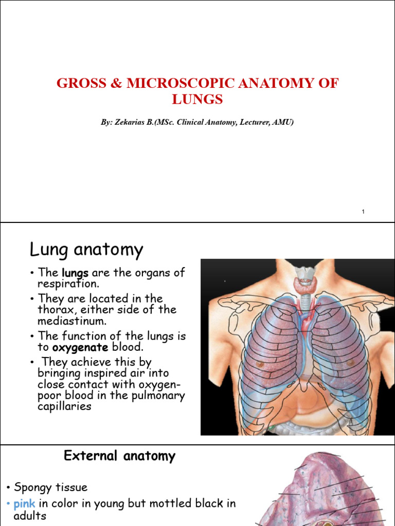 Anatomy of the Lungs: Structure & Function | PDF | Lung | Respiratory Tract