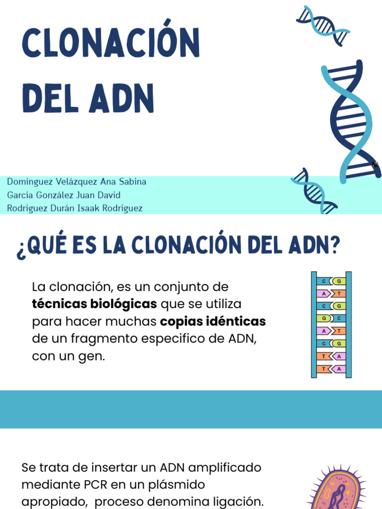 Clonación de ADN: Proceso y Aplicaciones | PDF | Adn | Plásmido
