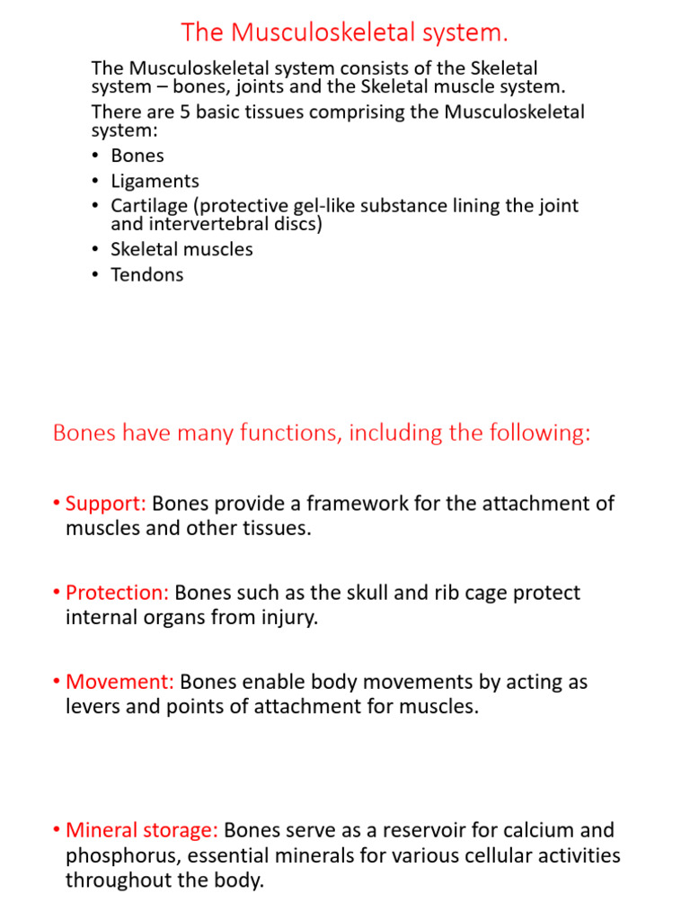 Overview of the Musculoskeletal System | PDF | Muscle Contraction ...