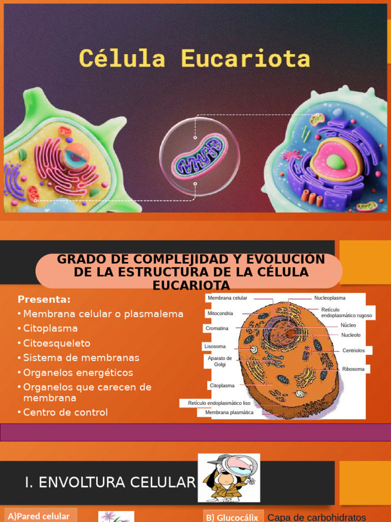 Estructura y Funciones de la Célula Eucariota | PDF | Citoplasma ...