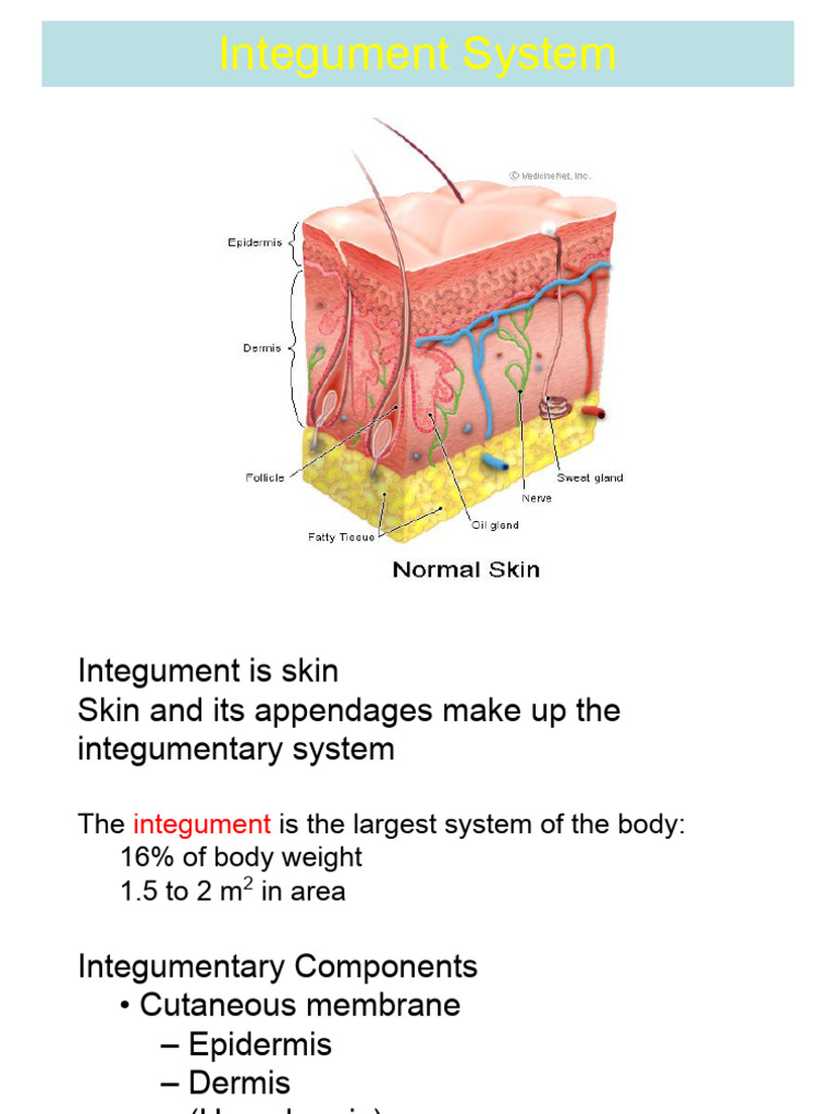 Integumentary System Overview and Functions | PDF | Integumentary ...