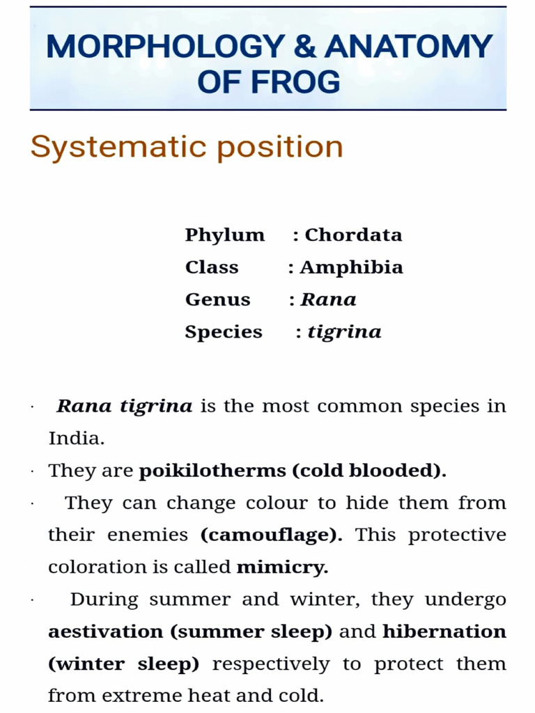 Frog Morphology and Anatomy Overview | PDF | Kidney | Digestion
