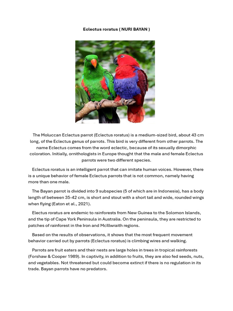 Eclectus Roratus: Moluccan Parrot Guide | PDF