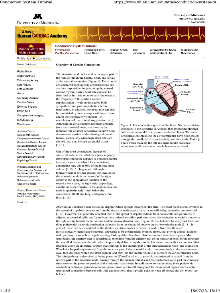 Overview of Cardiac Conduction System | PDF | Atrium (Heart) | Heart