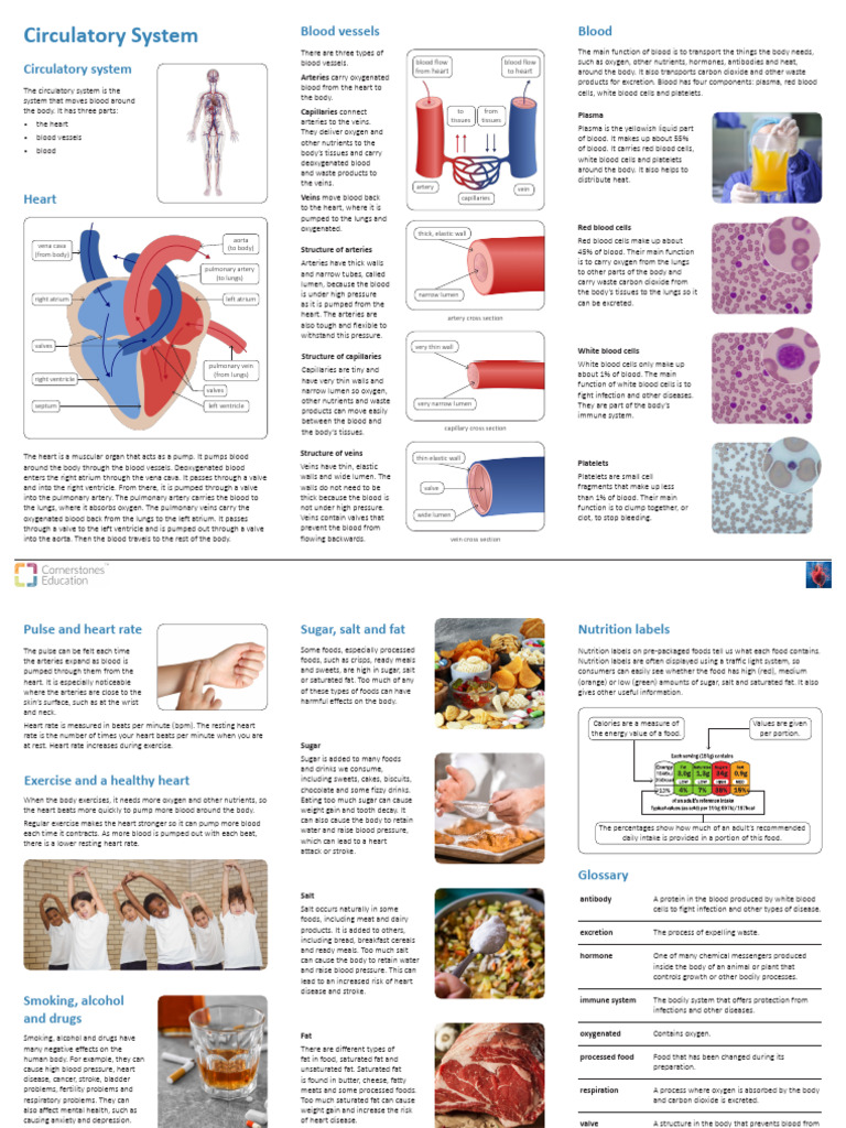 Overview of the Circulatory System | PDF | Artery | Vein