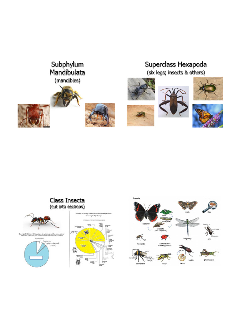 Insect Anatomy and Ecology Overview | PDF | Insects | Fly