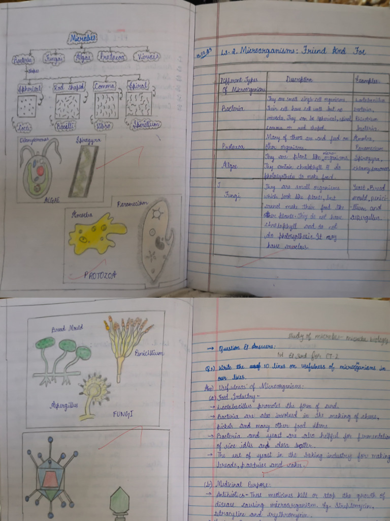 Microorganisms and Disease Overview | PDF | Biology