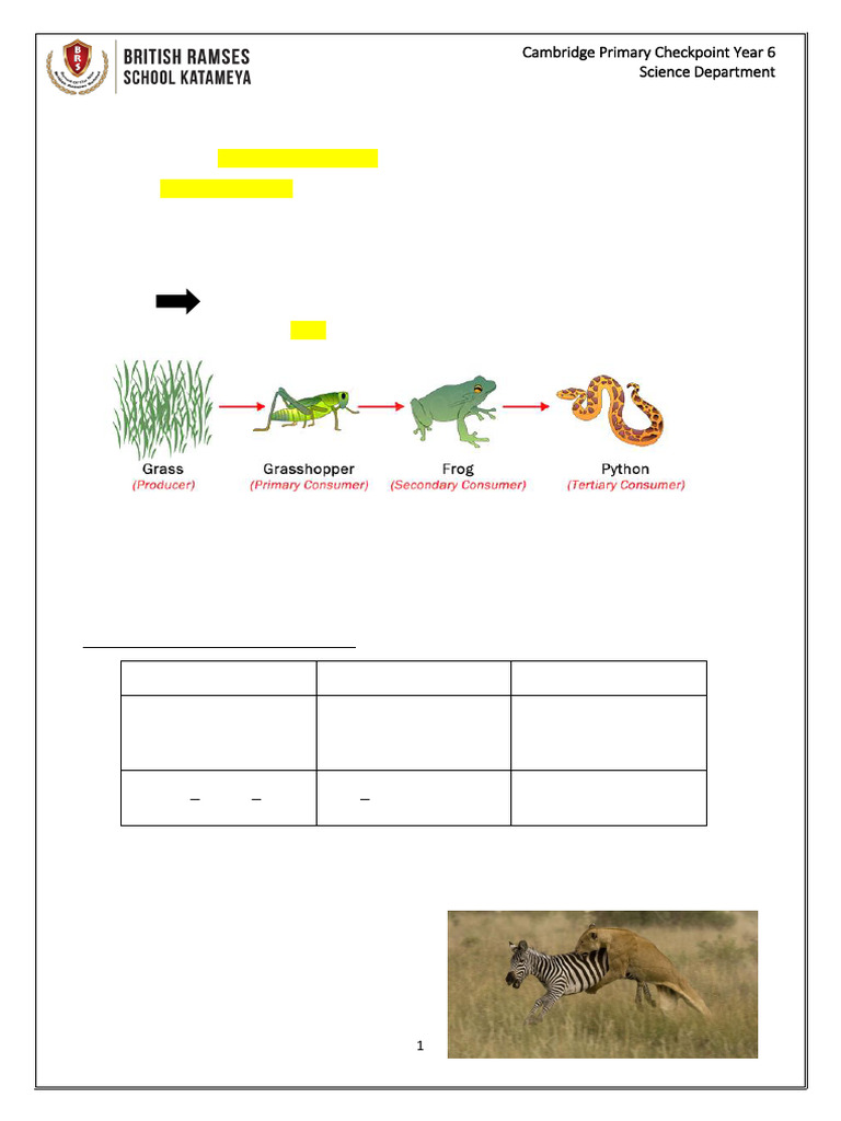 Understanding Food Chains and Bioaccumulation | PDF | Foods | Plants