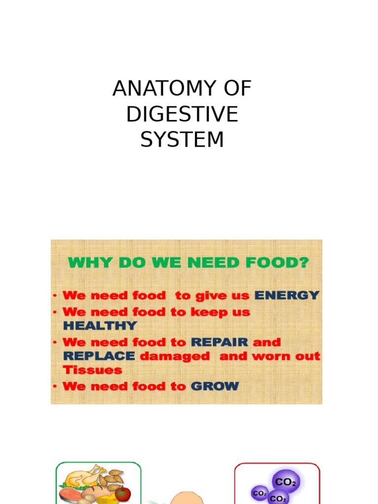 Overview of the Human Digestive System | PDF
