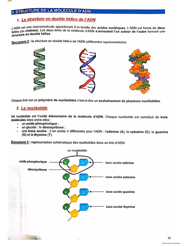 Revision ADN 1 | PDF