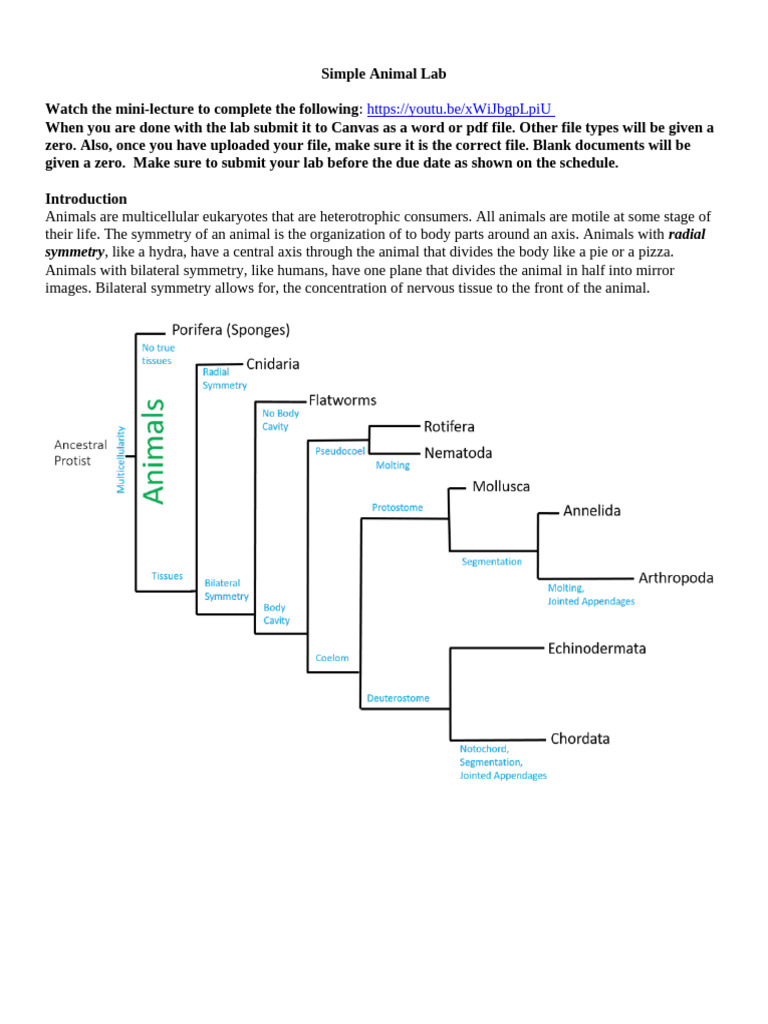 Simple+Animal+Lab+ 3 | PDF | Sponge | Zoology