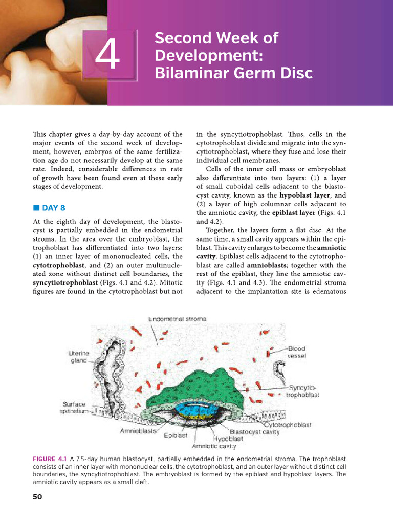 Second Week of Bilaminar Germ Disc Development | PDF | Developmental ...