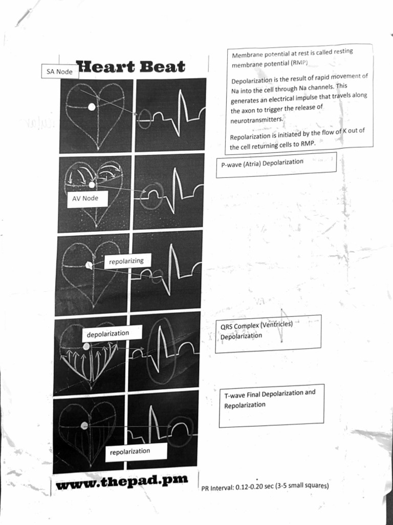 Heart Rythms | PDF