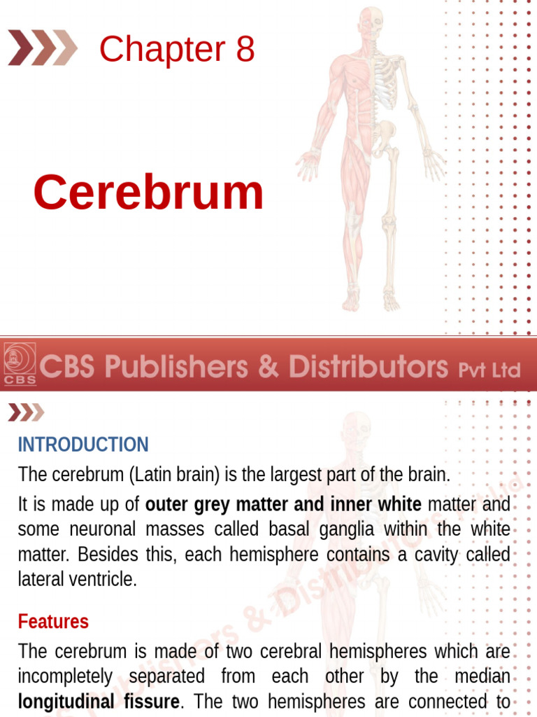 3 Cerebrum | PDF | Cerebral Cortex | Thalamus