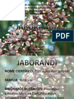 JABORANDI