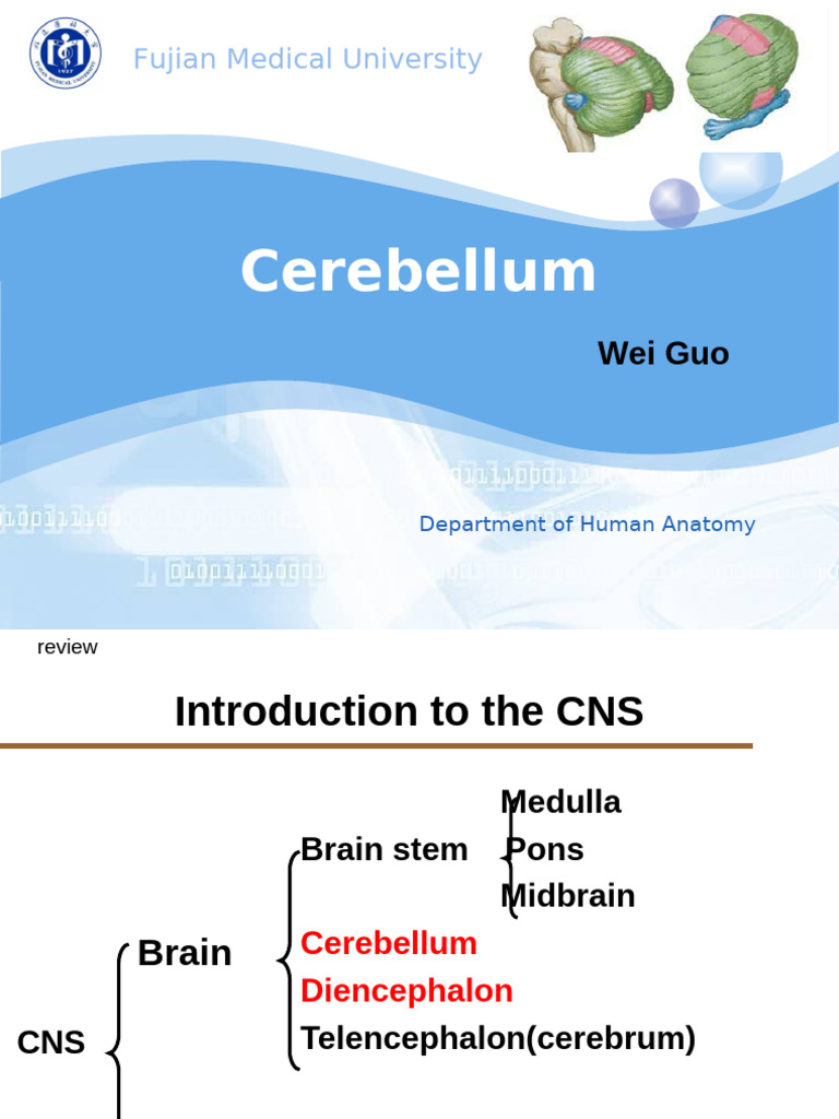 05 Cerebellum | PDF | Cerebellum | Human Anatomy