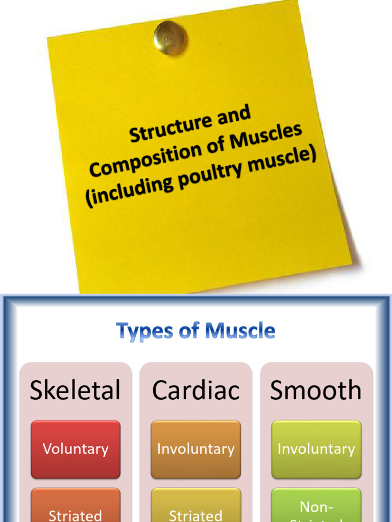 Types and Functions of Muscle Tissue | PDF | Collagen | Skeletal Muscle