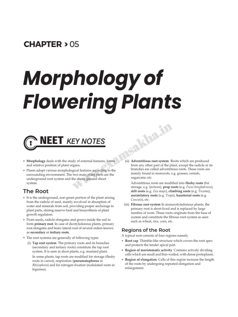 Plant Morphology: Roots, Stems, Leaves | PDF | Leaf | Flowers