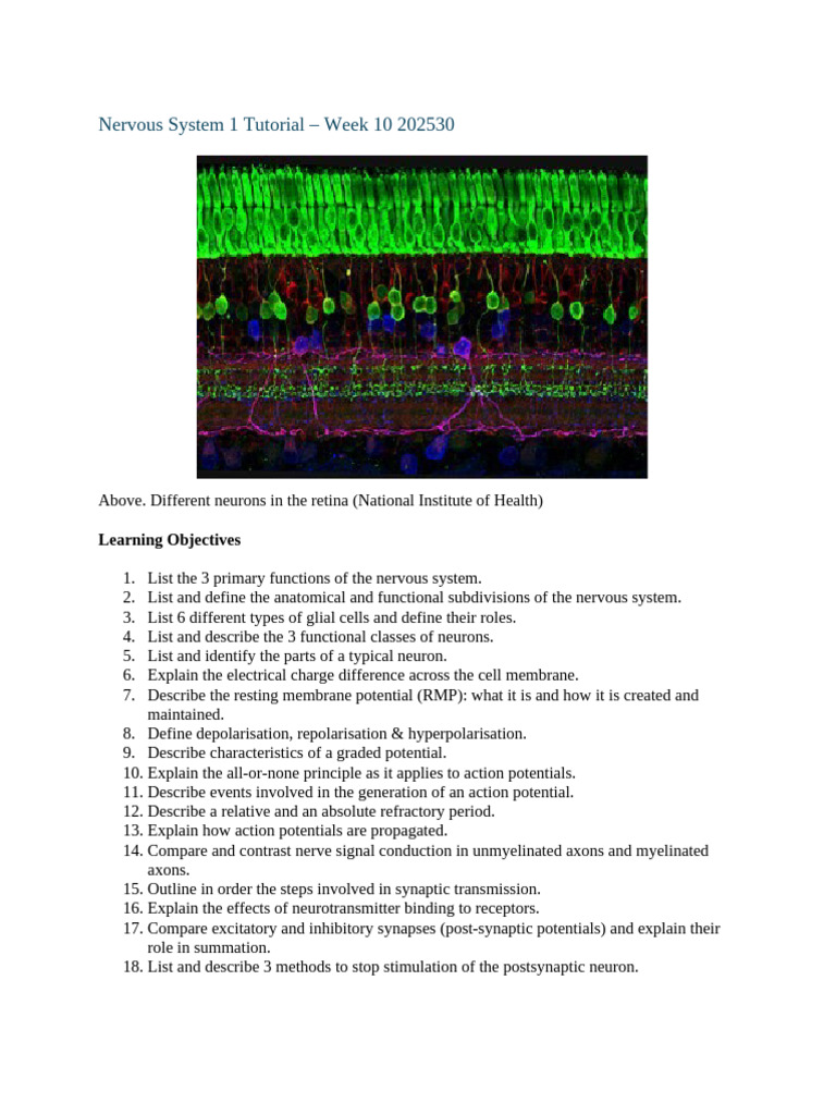 Nervous System Functions and Neuron Structure | PDF | Neuron | Nervous ...