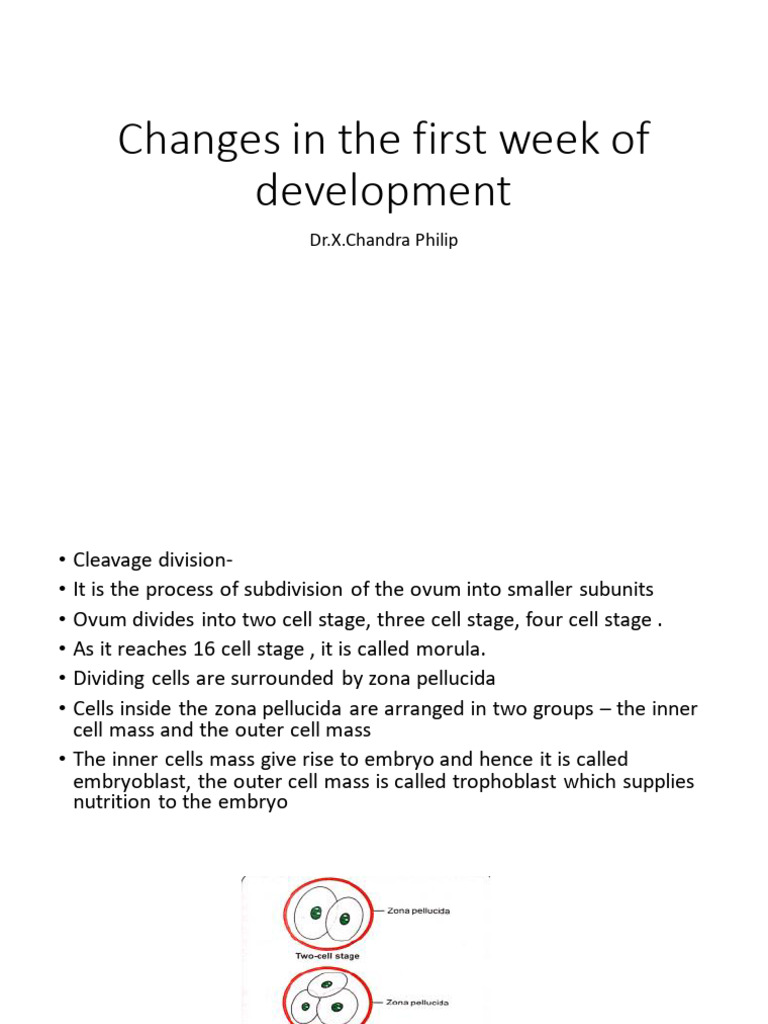 Changes in First Week of Development | PDF | Uterus | Reproduction