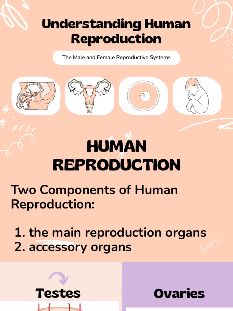 Understanding Human Reproduction Education Presentation in Peach Violet ...