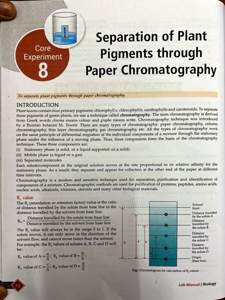 Plant Pigment Separation via Chromatography | PDF | Chromatography ...