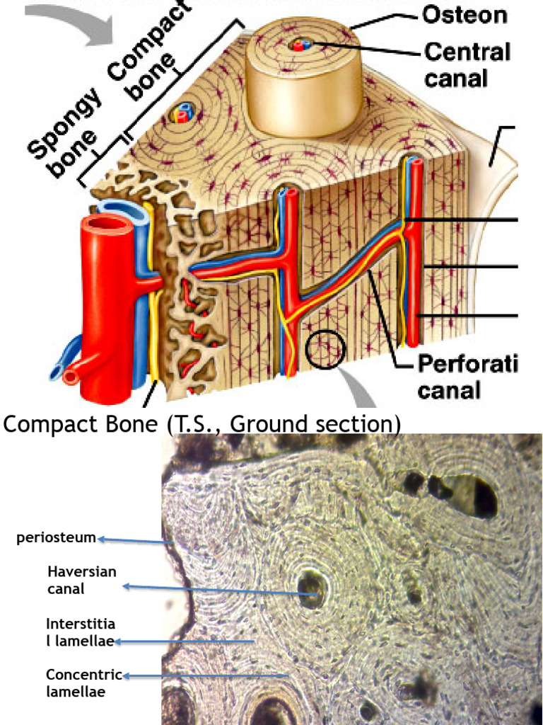 Compact and Spongy Bone Structure Analysis | PDF