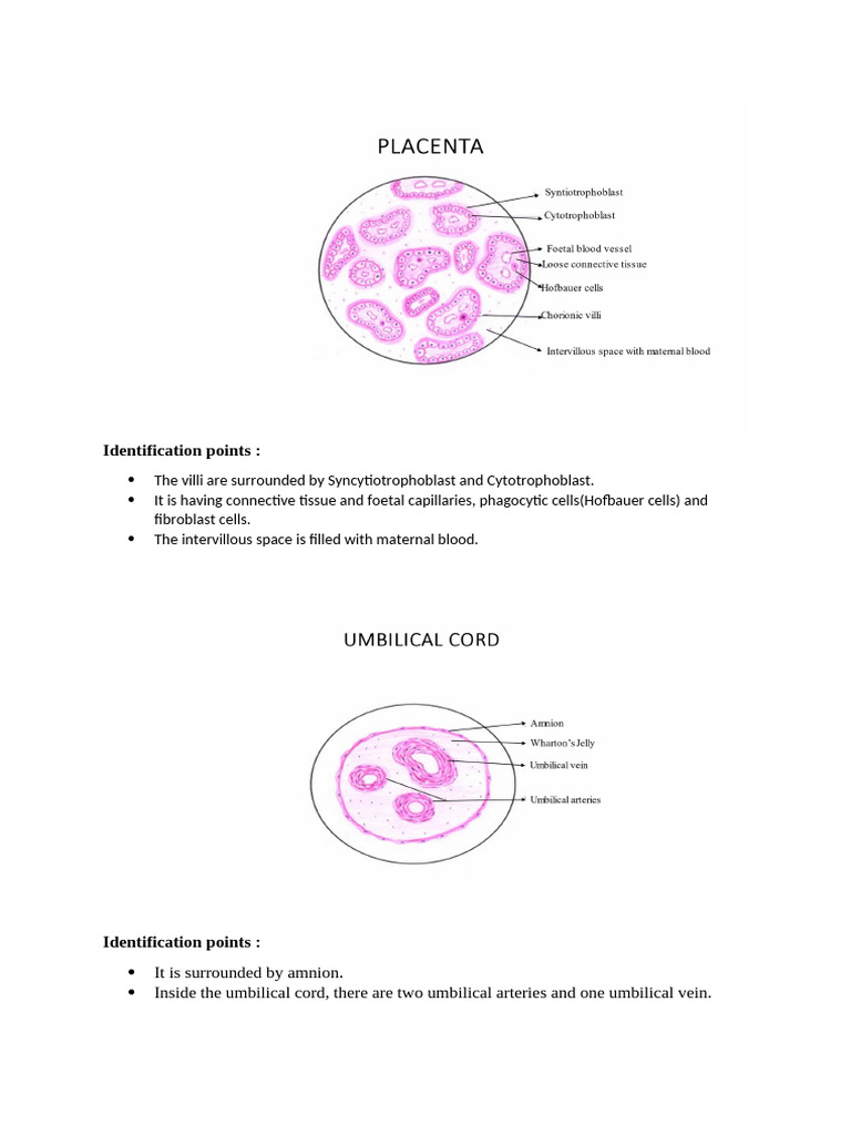 11, Placenta and Umbilical Cord | PDF