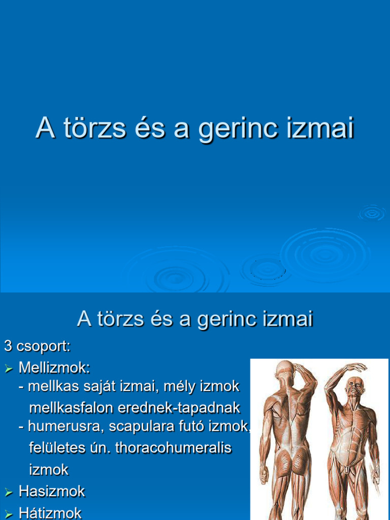 A Törzs És a Gerinc Izmai | PDF