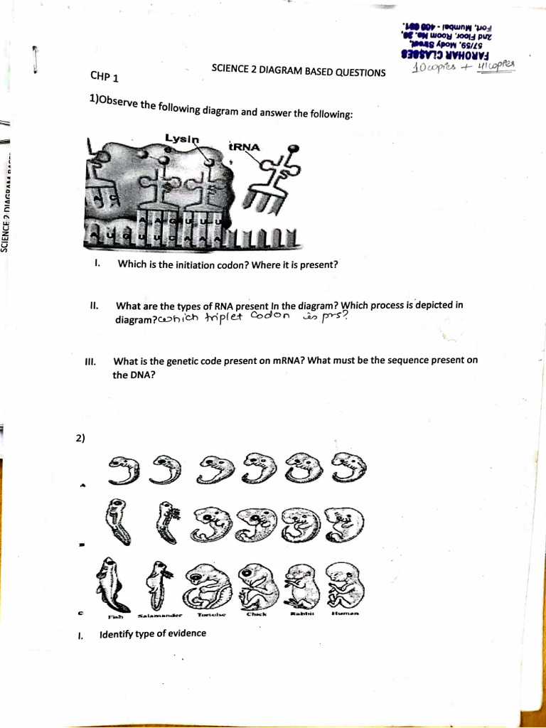 Diagram Based Questions Science 2 | PDF