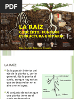 Morfología de Raíces y Rizoides | PDF | Raíz | Tallo de la planta