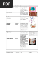Banda Ansa: Mantenedor de Espacio Dental | PDF | Ortodoncia | Odontología