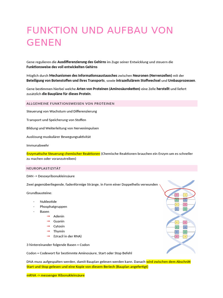Funktion Und Aufbau Von Genen | PDF