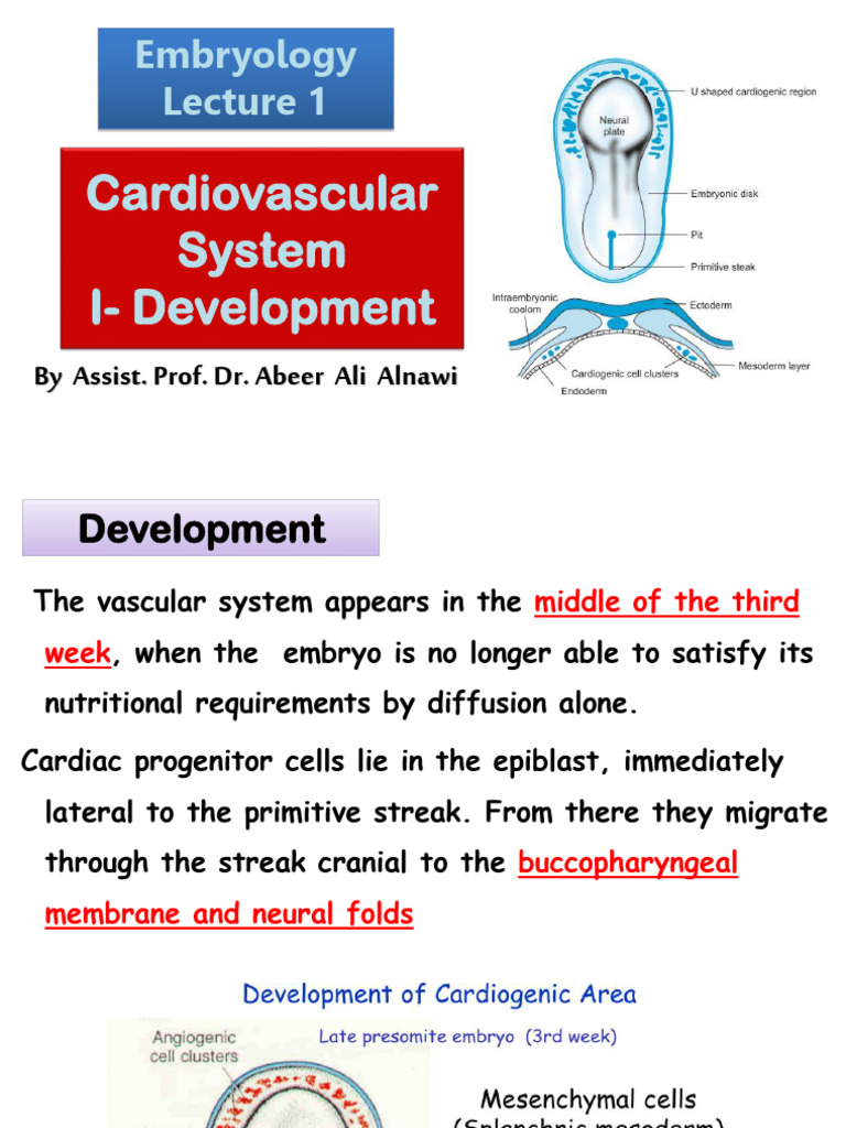 Embryonic Development of the Heart | PDF | Atrium (Heart) | Heart