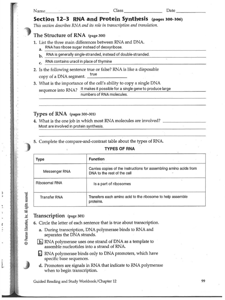 RNA and Protein Synthesis Overview | PDF | Rna | Translation (Biology)