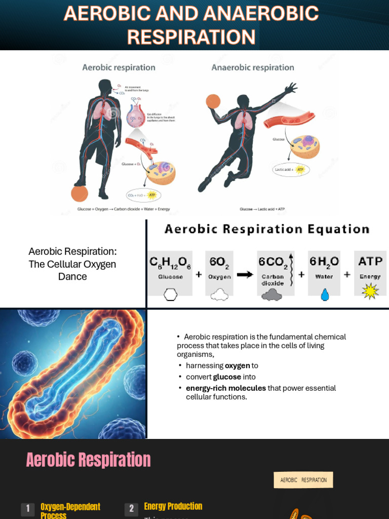 Aeorbic and Anaerobic Respiration - De21696b Dff2 44e4 9b7e ...