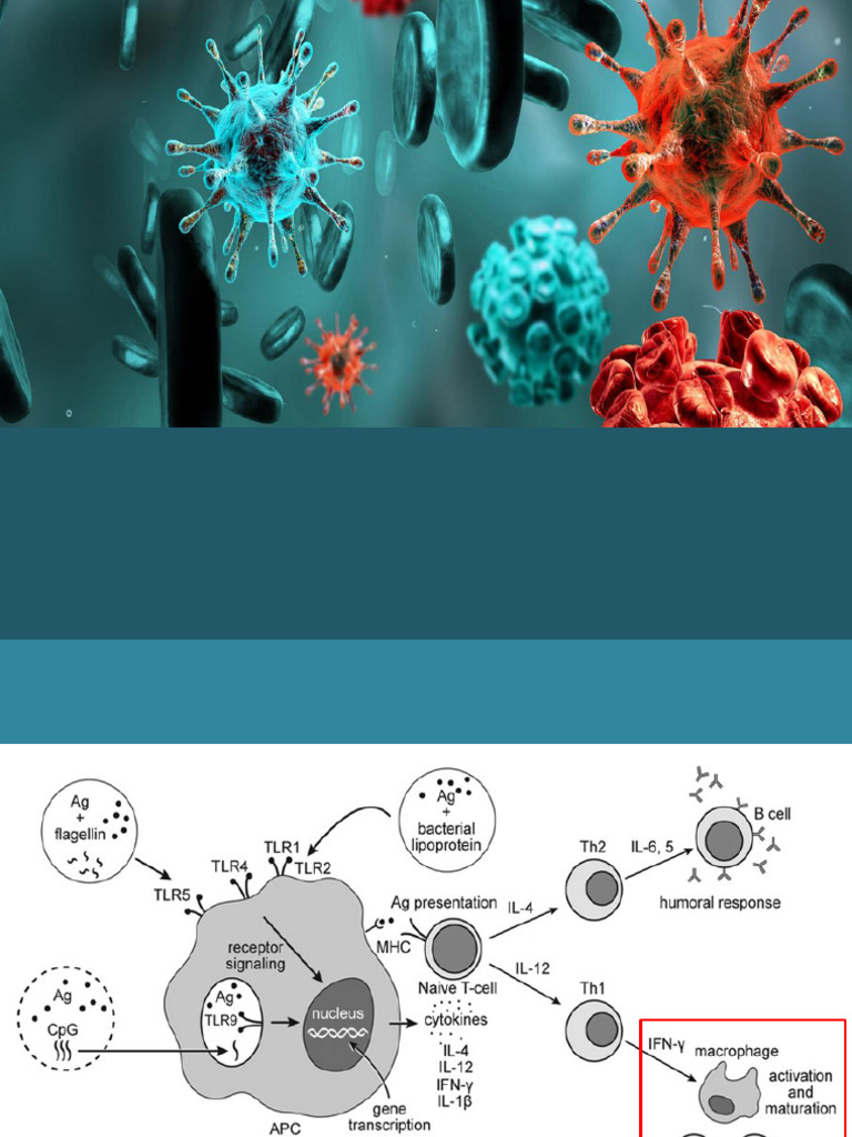 Cell-Mediated Immunity 110449 | PDF | Interferon | Cytotoxic T Cell