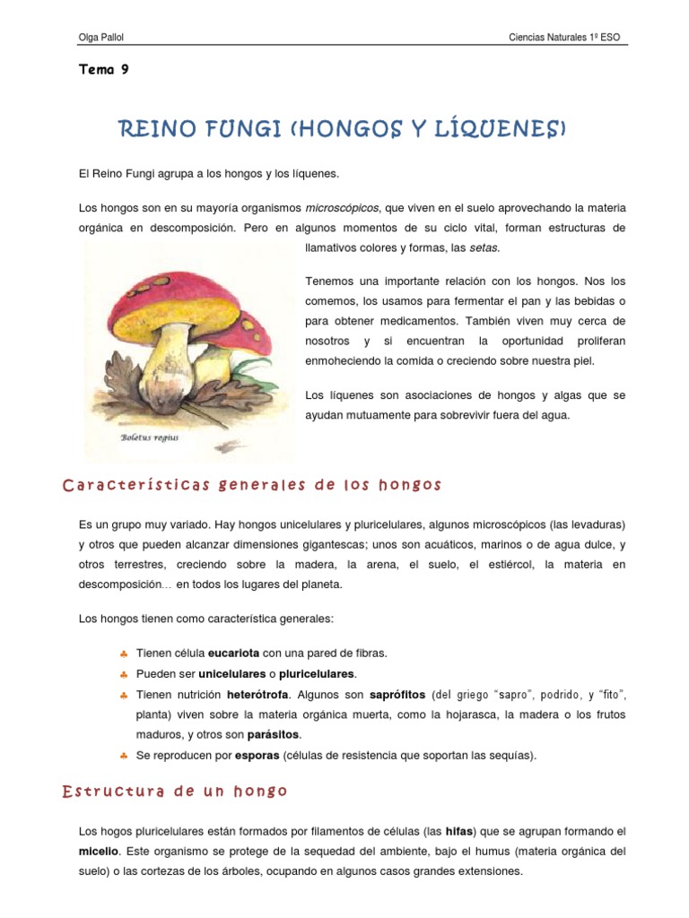Reino Fungi | PDF | Hongo | Algas