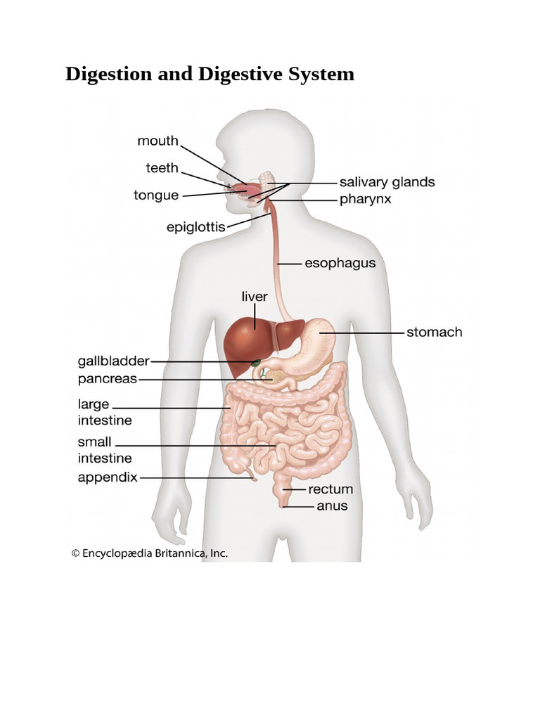 Understanding Digestion and Its Process | PDF | Digestion | Human ...